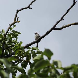 Eurasian Tree Sparrow