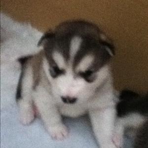 Alaskan Malamute