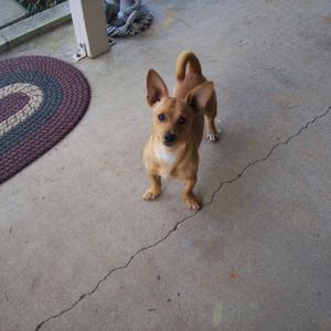Unknown Breed
