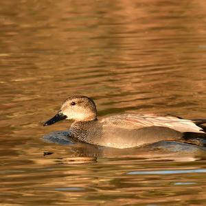 Gadwall