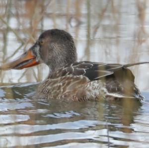 Northern Shoveler