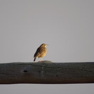 Spike-heeled Lark