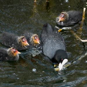 Bläßhuhn