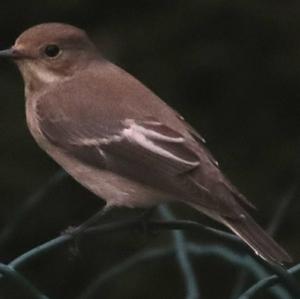 European Pied Flycatcher