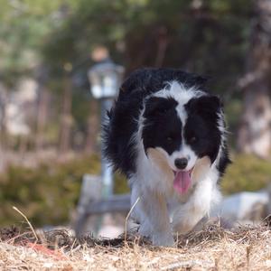 Border Collie