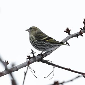 Eurasian Siskin