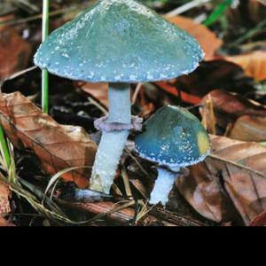 Green Stropharia