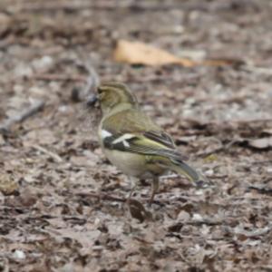 Eurasian Chaffinch