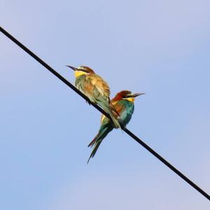 European Bee-eater