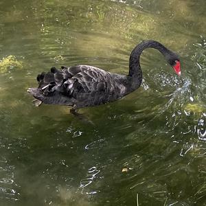 Black Swan