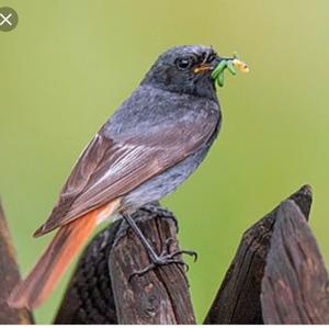 Black Redstart