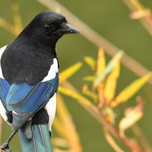 Black-billed Magpie