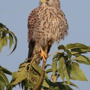 Common Kestrel