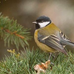 Great Tit