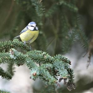 Blue Tit