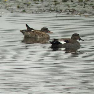 Gadwall