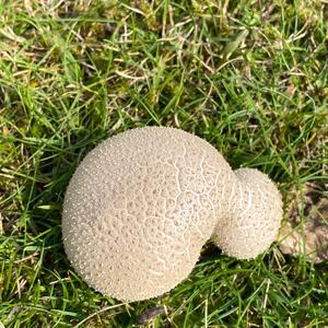 Gem-studded Puffball