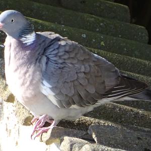 Common Wood-pigeon