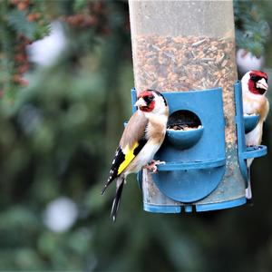 European Goldfinch