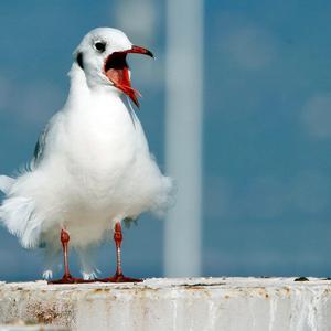 Black-headed Gull