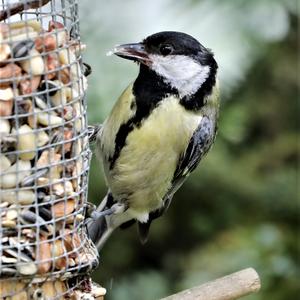 Great Tit