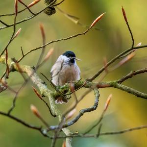 Marsh Tit