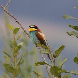 European Bee-eater