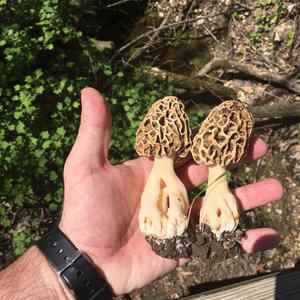 Yellow Morel