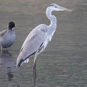 Grey Heron