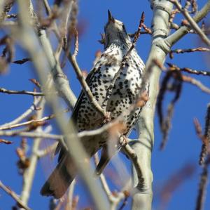 Mistle Thrush