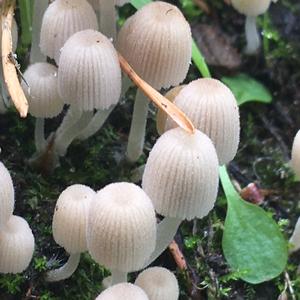 Non-inky Coprinus