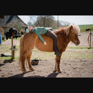 Icelandic Horse