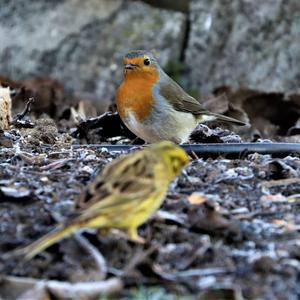 European Robin