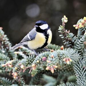 Great Tit