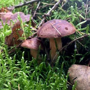 Bay Bolete