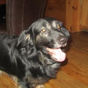 Unknown Breed