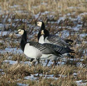 Barnacle Goose