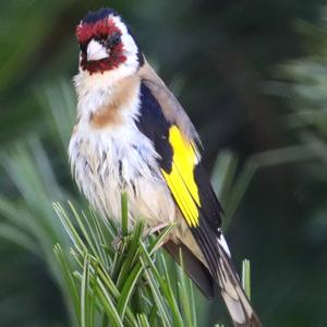 European Goldfinch