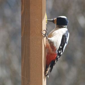 Great Spotted Woodpecker