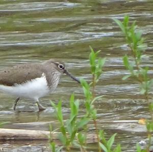 Common Sandpiper