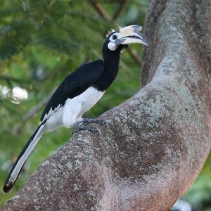 Oriental Pied Hornbill