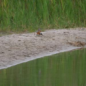 Common Kingfisher