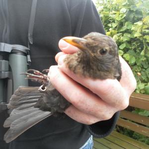 Eurasian Blackbird