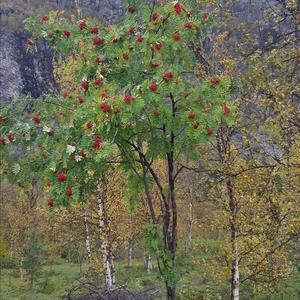 Mountain Ash (European)