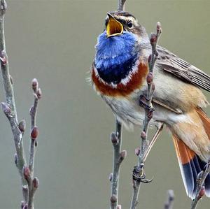 Bluethroat