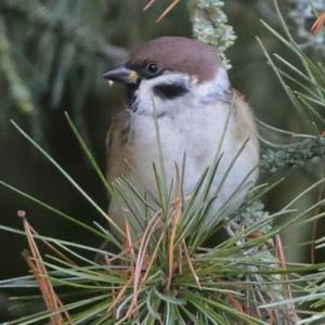 Eurasian Tree Sparrow