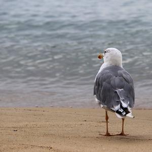 Yellow-legged Gull