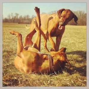 Rhodesian Ridgeback