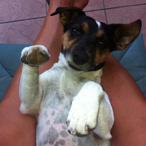 Jack Russell Terrier