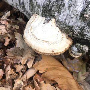 Tinder Polypore